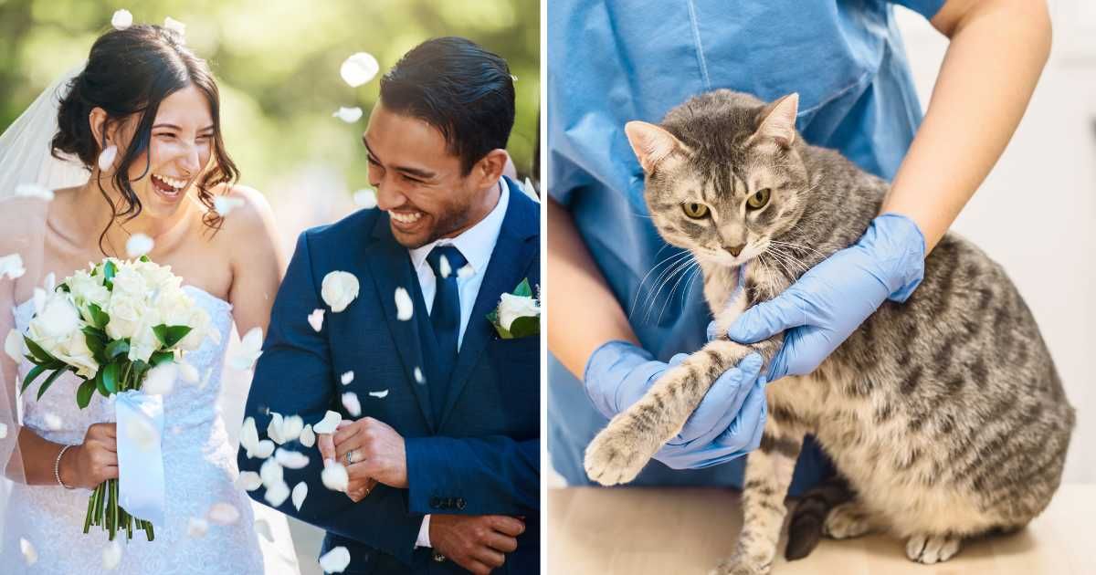 (L) A couple on their wedding day. (R) A pet cat at vet clinic with injured paw. (Representative Cover Image Source: Getty Images | (L) People images, (R) Vonschonertagen)