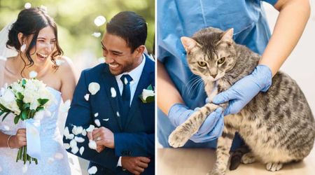 Couple spends hundreds at the vet on their limping cat after their wedding — only to learn she faked it to get back at them for being left alone