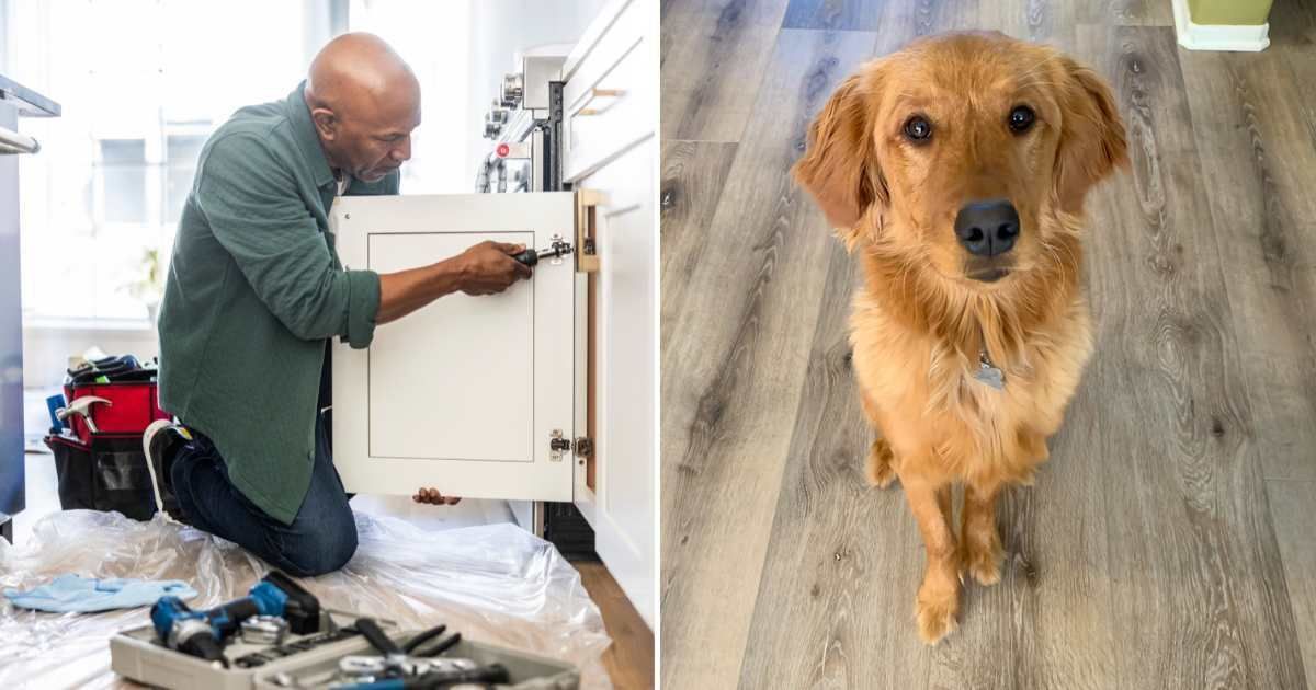 (L) A maintenance man repairing a kitchen cabinet. (R) A golden retriever. (Representative Cover Image Source: Getty Images | (L) MoMo Productions, (R) Patricia Marroquin)
