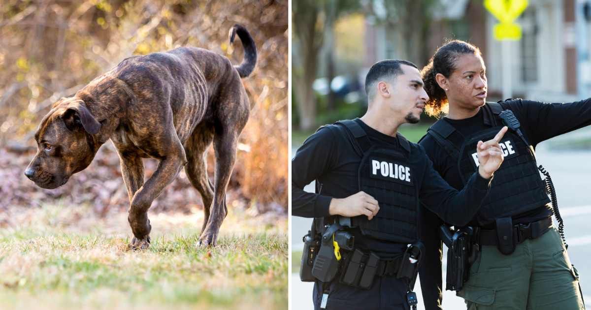 (L) A malnourished dog. (R) Two police officers talking. (Representative Cover Image Source: Getty Images | (L) Mary Swift, (R) Kali9)