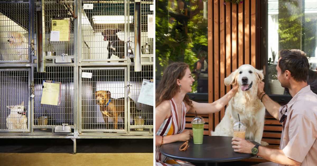 (L) Dogs at a shelter. (R) A couple with their pet dog at a cafe. (Representative Cover Image Source: Getty Images | (L) Camille Tokerud, (R) SeventyFour)