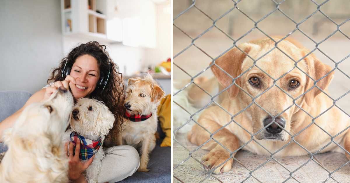 (L) A pet sitter with dogs. (R) A dog in a cage. (Representative Cover Image Source: Getty Images | (L) Halfpoint images, (R) somnuk krobkum)