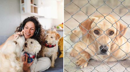 Owner hired a pet-sitter to watch her 3 dogs daily for an hour during their trip — but her plan for the 'other 23 hours' sparked animal-welfare alert