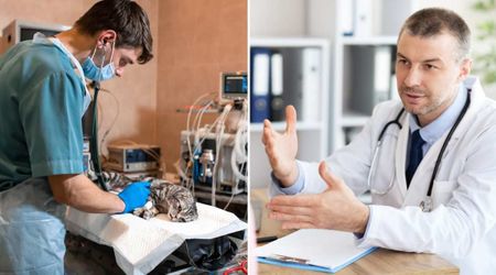 Vet confuses male cat for female with 'fluffy butt' while spaying and operates on the wrong side. Instead of apologizing, he calls it 'cheaper'