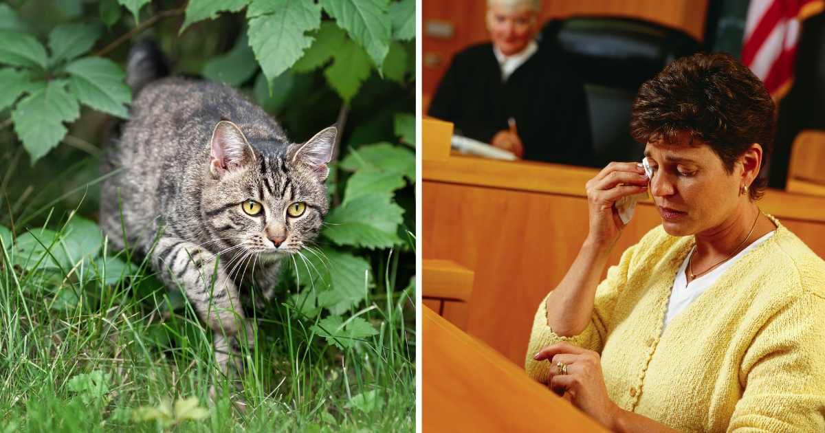 (L) A cat sneaking into a yard. (R) A woman crying in court. (Representative Cover Image Source: Getty Images | (L) Irina Nedikova, (R) Guy Cali)