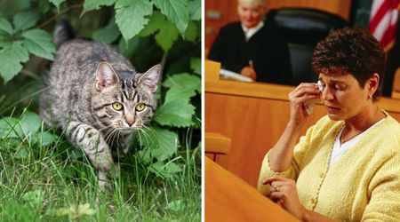 Woman fined $1,300 after her cat trespassed into neighbor’s yard — but the pet’s heartbreaking ‘double punishment’ has locals defending the owner