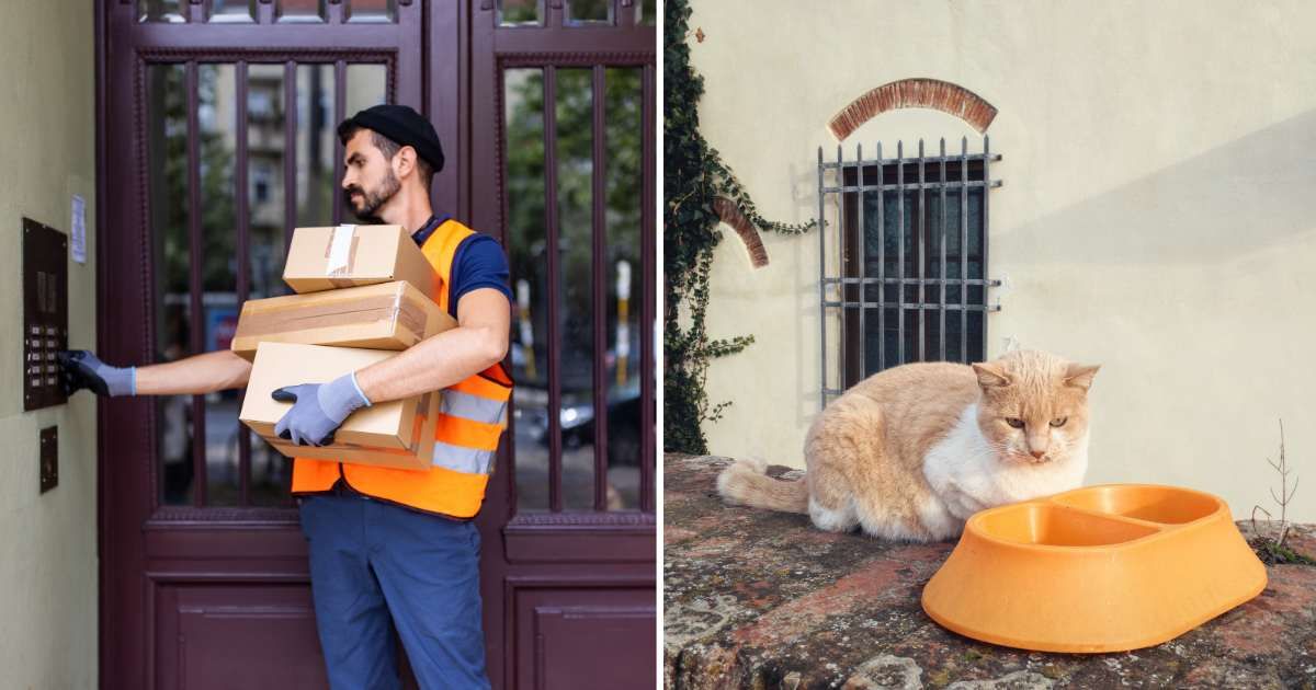 (L) A delivery man. (R) A stray cat with food bowl. (Representative Cover Image Source: Getty Images | (L) Luis Alvarez, (R) marcoventuriniautieri)