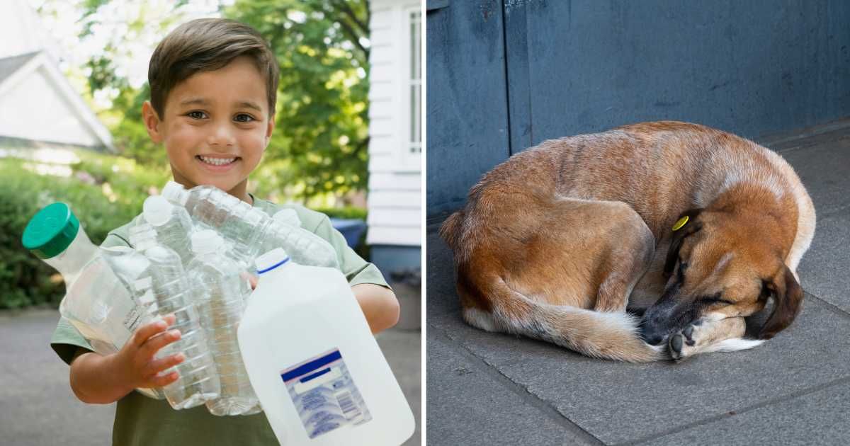 (L) A young boy holding empty bottles. (R) A stray dog sleeping. (Representative Cover Image Source: Getty Images | (L) Jose Luis Pelaez, (R) Aleksandr Zubkov)