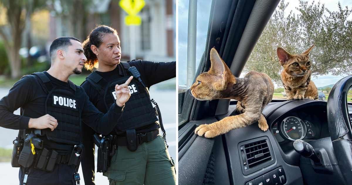 (L) Two cops. (R) Two kittens in car. (Representative Cover Image Source: Getty Images | (L) kali9, (R) Casarsa Guru)