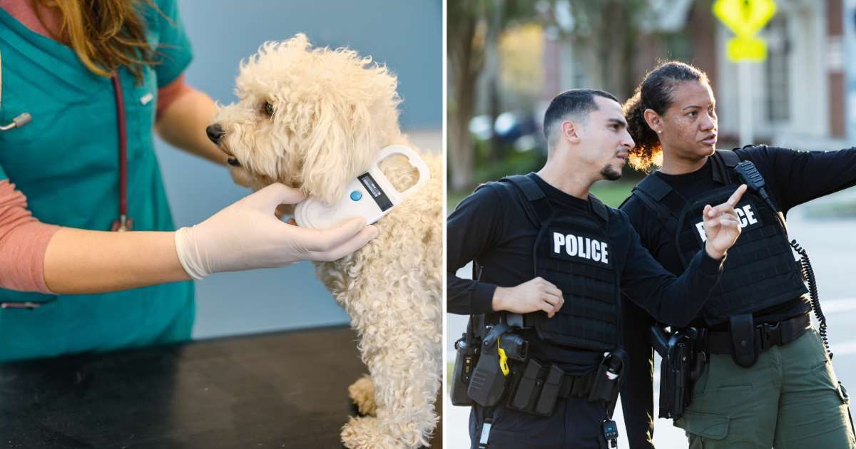 (L) Vet scanning microchip. (R) Two police officers. (Representative Cover Image Source: Getty Images | (L) dardespot, (R) kali9)