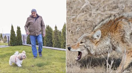A coyote came straight for two dogs during a park walk — and one owner used a wildlife-recommended tactic that ended up saving their lives
