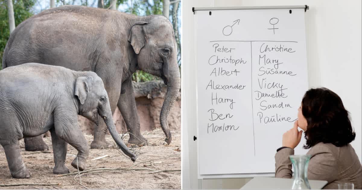 (L ) A baby elepahnt walking alongsside its mother ; (R) A woman picking names from list (Representative Cover Source: Getty Images | Photo by (L) Skramshots.com ; (R) Zero Creatives)