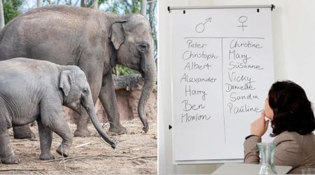 Columbus Zoo turned to the public to name their adorable baby elephant — and 11,000 people chose the third most popular boy name in the US for him