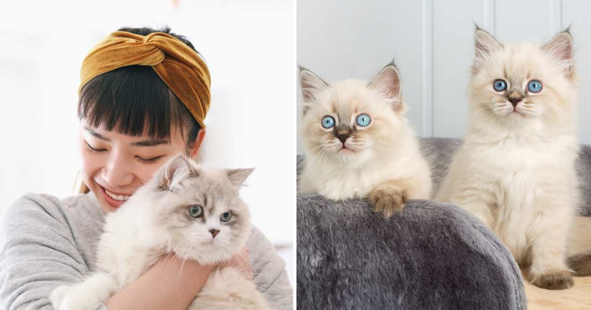 (L) A woman hugging her cat. (R) Two twin cats. (Representative Cover Image Source: Getty Images | (L) Eri Miura, (R) jkitan)