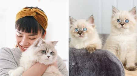 After losing her cat unexpectedly, she paid $25K to clone her — and the clone’s first reaction brought her to tears