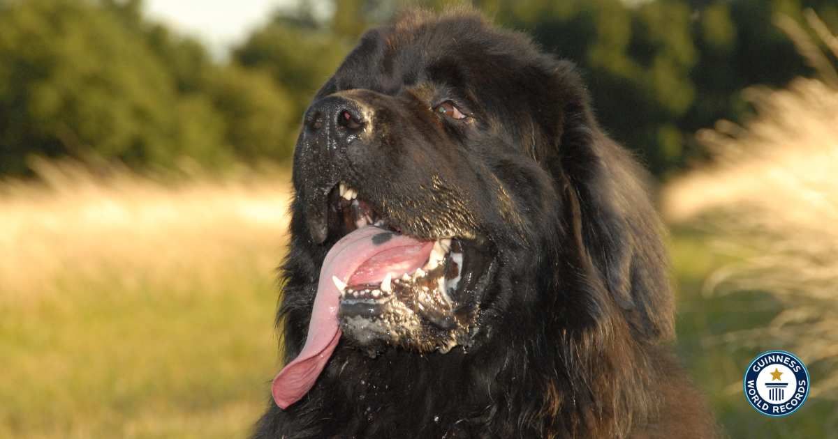 Cover Image Source: A pet dog with long tongue 
Getty Images | Photo by CazG Photography
Inset: Guinness Book of World Records logo