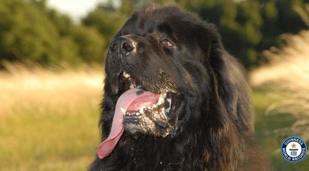 Family was concerned by pet dog’s unusually long tongue — until the 'Guinness Book of World Records' called