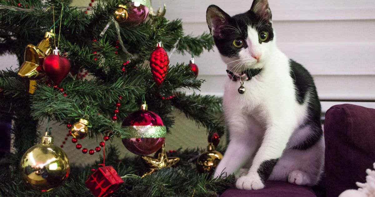 A pet cat sitting near a Christmas tree. (Representative Cover Image Source: Getty Images | denozy)