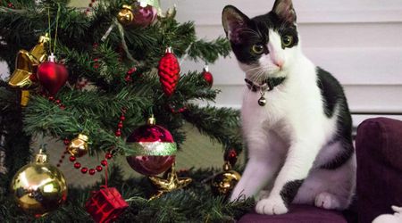 Are Christmas trees dangerous for cats? Here are 5 simple tips to keep your pet safe this holiday season