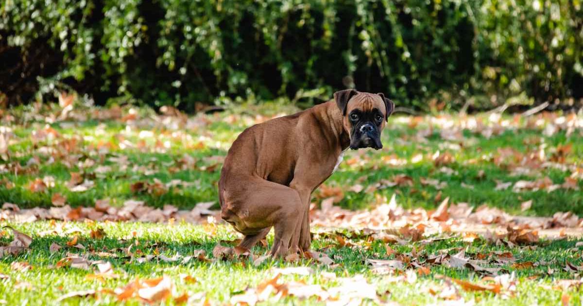 A pet dog pooping in park. (Representative Cover Image Source: Getty Images | Daniel Megias)