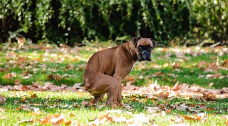 There's a deeply psychological reason why your dog makes eye contact while pooping