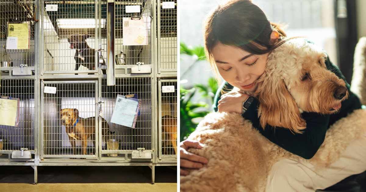 (L) Dogs at shelter. (R) A woman hugging her pet dog. (Representative Cover Image Source: Getty Images | (L) Camille Tokerud, (R) Oscar Wong)