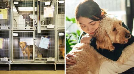 Woman was heartbroken to see her foster dog shaking nonstop — so she made a quiet promise to the scared puppy: 'I am never...'