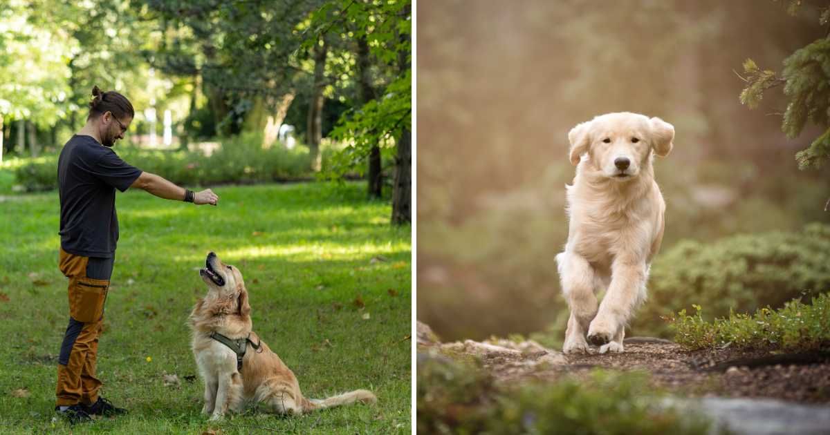 (L) A trainer with dog. (R) A dog running. (Representative Cover Image Source: Getty Images | (L) Adam Smigielski, (R) Matthew Palmer)