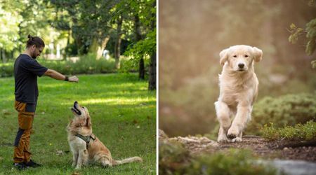 Molecular biologist explains why he lets Retriever dog run 26 miles in the forest every day — with one specific mission