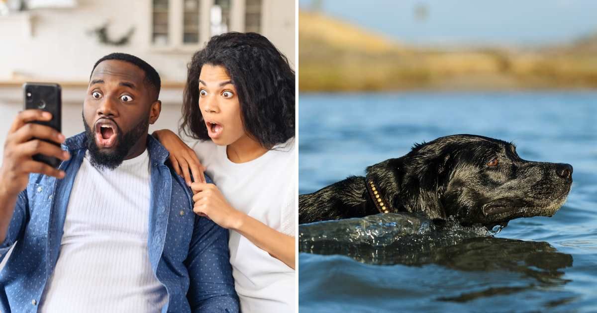 (L) A couple shocked looking at phone. (R) A black lab swimming. (Representative Cover Image Source: Getty Images | (L) Vadym Pastukh, (R) EyeEm Mobile GmbH)