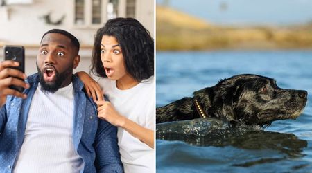 Labrador owners had no knowledge she got swept out to sea until they checked her 'Airtag.' They sprinted to the lifeguards on the beach