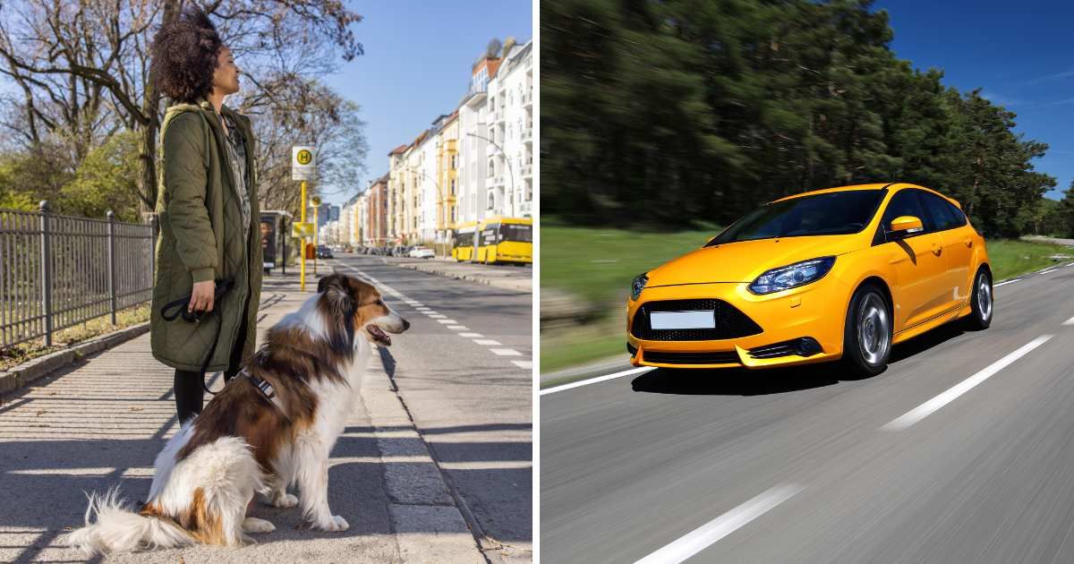 (L) A woman standing on the curb with her pet dog. (R) A speeding car. (Representative Cover Image Source: Getty Images | (L) Luis Alvarez, (R) Marin, Tomas)