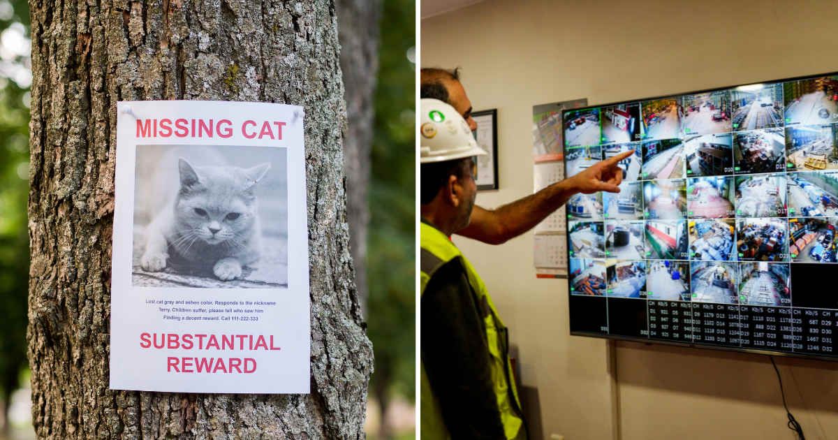 (L) Missing cat poster. (R) Warehouse manager checking camera footage. (Representative Cover Image Source: Getty Images | (L) StockSeller_ukr, (R) Phynart Studio)