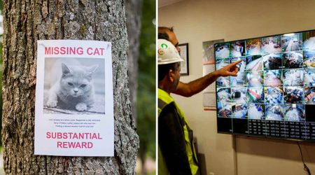 Local’s favorite stray cat suddenly vanished overnight — then they found a major clue from a warehouse security footage