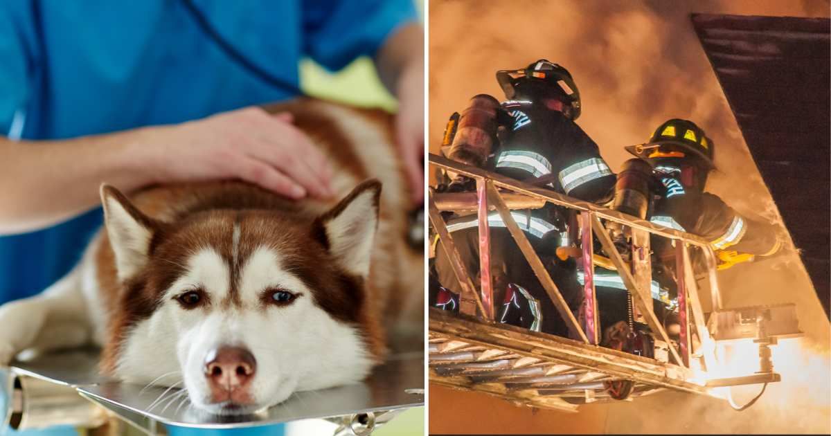 (L) Sick Husky; (R) Firefighters at work (Representative Cover Source: Getty Images | Photo by (L) Pressmaster; (R) kevinmwalsh)