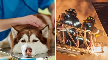 Dramatic footage shows brave cop saving ‘lifeless’ Husky from burning home — quick thinking brings the dog back to life after family lost hope