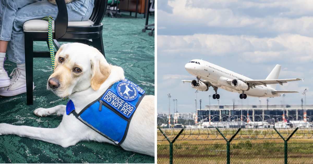 (L) A service dog. (R) A flight landing. (Representative Cover Image Source: Getty Images | Kelsey Andriot Purcell, (R) fhm)