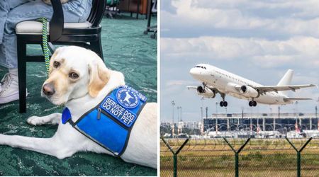 Woman hit her service dog for peeing at the airport — but enraged passengers hatched a plan to make her pay before the plane even landed