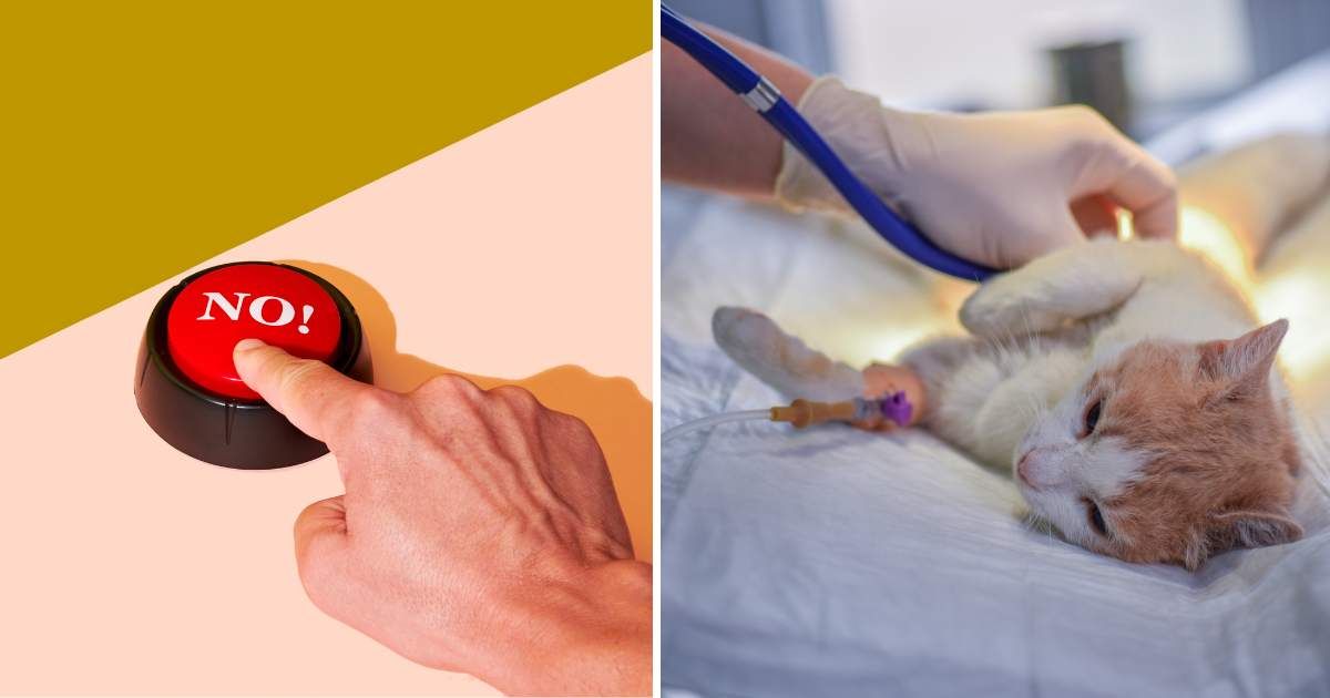 (L) A push button. (R) A cat at vet. (Representative Cover Image Source: Getty Images | (L) Juan Moyano, (R) Predrag Popovski)