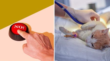 Woman dismissed her cat’s desperate calls for help when he kept pressing the ‘medicine’ button — then came a life-threatening emergency