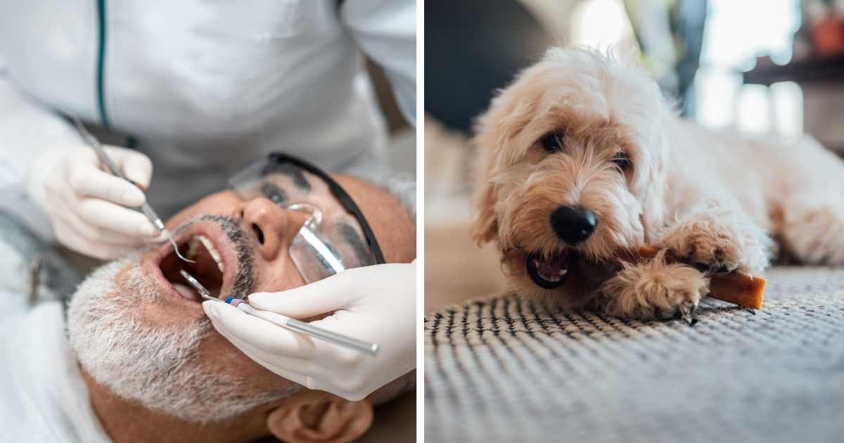 (L) A man at dentist. (R) A dog chewing on something. (Representative Cover Image Source: Getty Images | (L) Pollyana Ventura, (R) Oscar Wong)