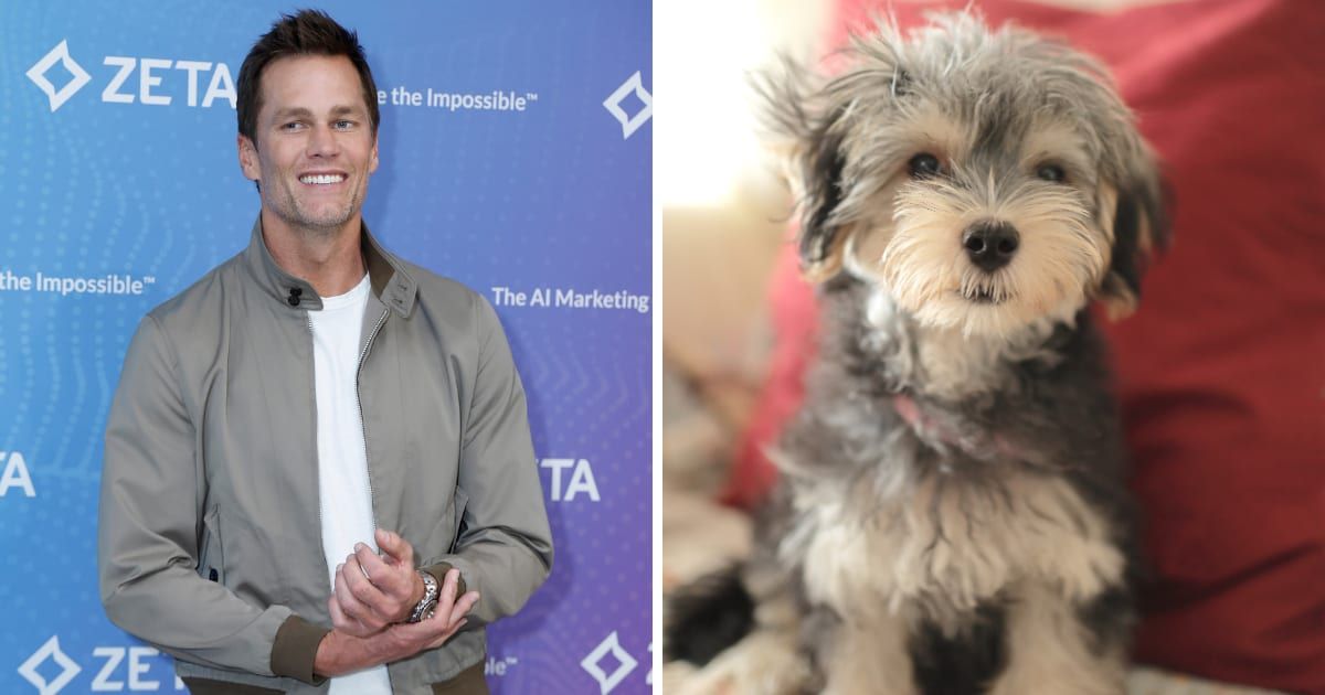 (L) Tom Brady. (R) A yorkshire puppy (Representative Cover Image Source: Getty Images | (L) John Lamparski, (R) Masako Ishida)
