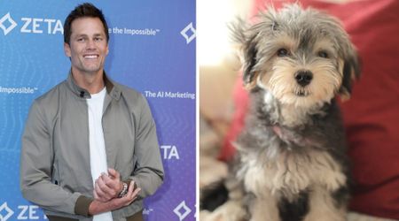 Tom Brady showed off his pint-sized ‘guard dog’ — and a Hollywood star’s teacup Poodle photo instantly one-upped him in a hilarious showdown
