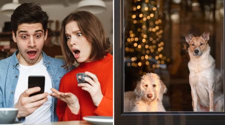 Couple checked their pet cam 10 minutes after leaving for dinner — and the unexpected guests their dogs let inside sent them racing home