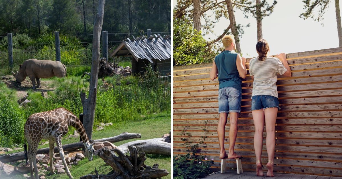(L) Animals in open zoo. (R) People looking over fence. (Representative Cover Image Source: Getty Images | (L) Alexi Rosenfeld, (R) Westend61)