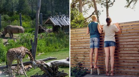 North Texan shares photo of a wealthy neighbor’s 3 gigantic pets, sparking concerns: ‘I doubt that fence will hold’