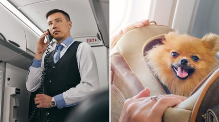 Passengers unite to protect dog smuggled onto plane after flight attendant’s order to 'snitch' on the owner backfires: 'I prefer dogs to people'
