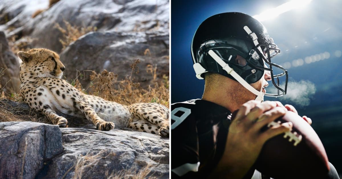 (L) Cheetah resting on rocks. (R) Professional football quarterback. (Representative Cover Image Source: Getty Images | (L) Nicola Micheletti, (R) Thomas Barwick)