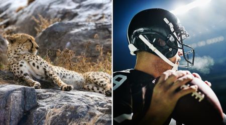 Baltimore residents stunned to learn the two ‘terrifying’ exotic cats on the loose were a former NFL star’s ‘comfort pets’