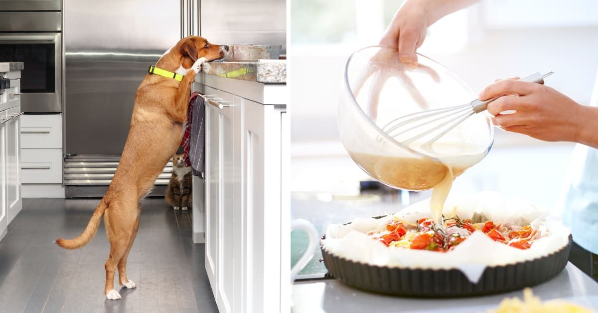 (L) Dog looking at counter. (R) Woman preparing quiche. (Representative Cover Image Source: Getty Images | (L) Petra Richli, (R) Caia image)